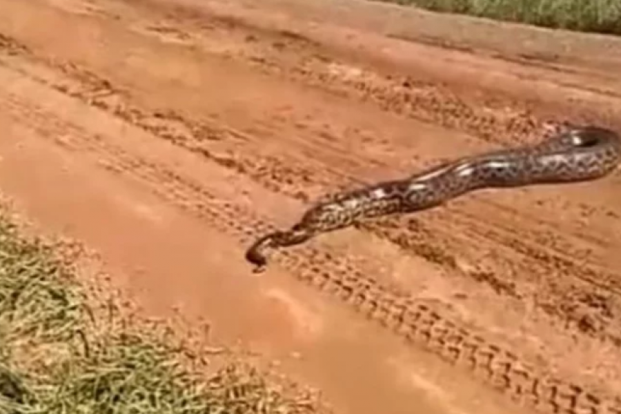Sorpresa en el Iberá por una anaconda amarilla de más de tres metros