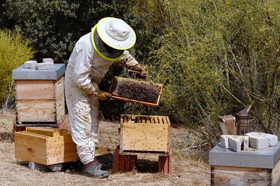 Asistirán a apicultores que perdieron la mitad de su producción en los incendios