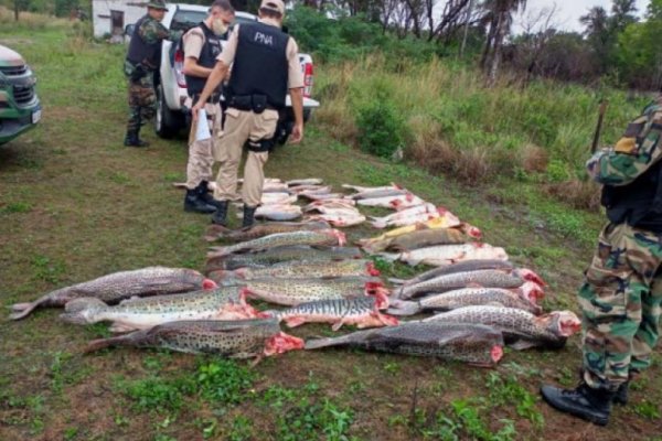 Incautaron 500 kilos de pescados depredados de aguas del Paraná