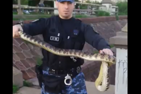 Apareció una enorme serpiente en plena Costanera de Corrientes