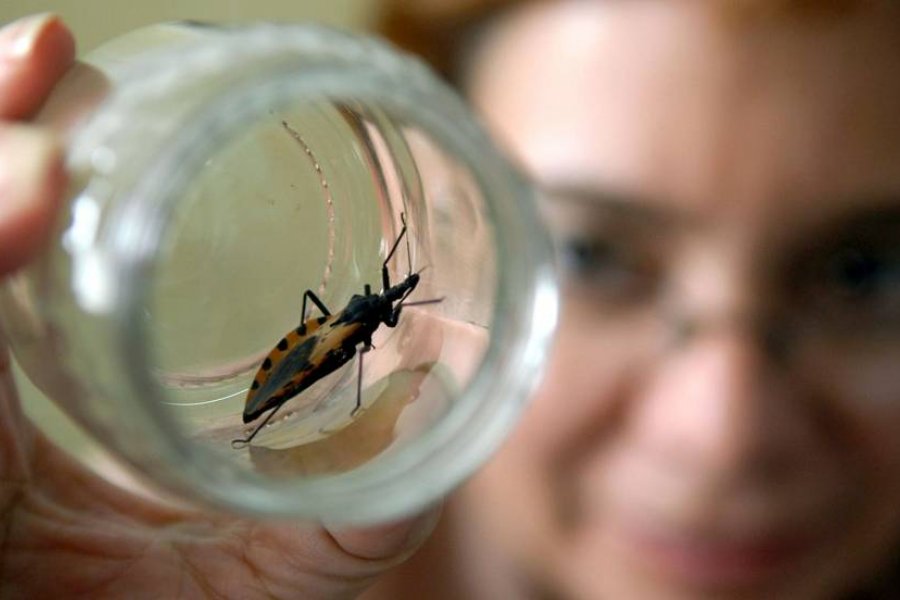 Día Mundial del Mal de Chagas