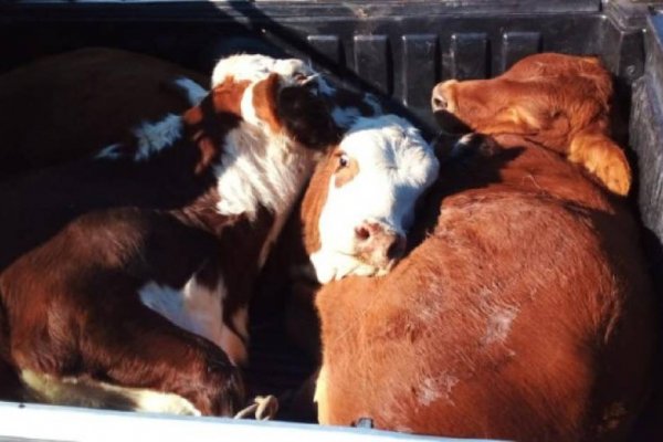 Llevaban tres vaquillas atadas en la camioneta