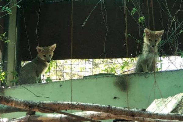 Liberarán en Corrientes a dos cachorros de zorro gris