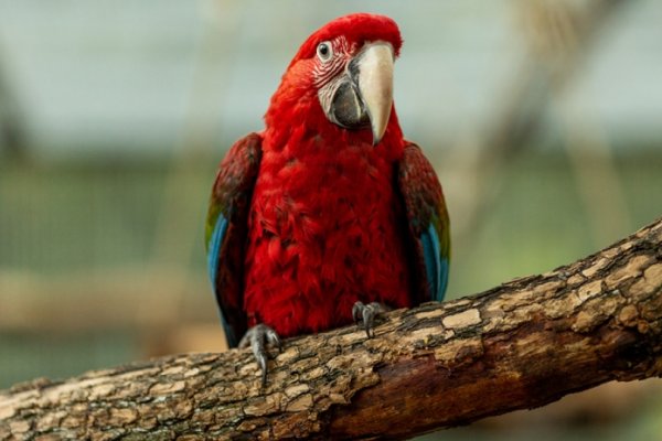 El parque Iberá recibió 3 guacamayos de la ciudad de Buenos Aires