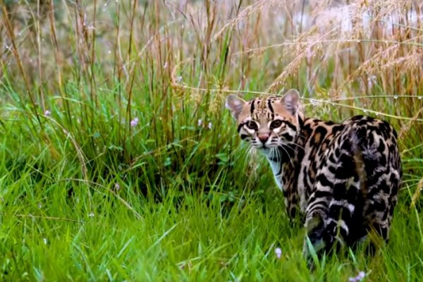 Llegaron a los Esteros del Iberá dos ocelotes, Luna y Lanaya