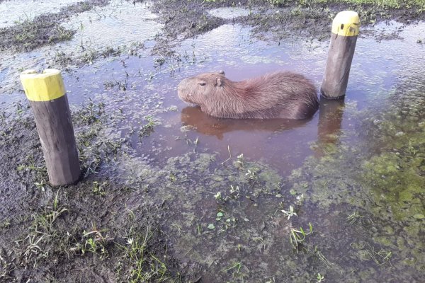 Tras las copiosas lluvias, los Esteros del Iberá se visten de verde y vuelven los animales a su hábitat natural