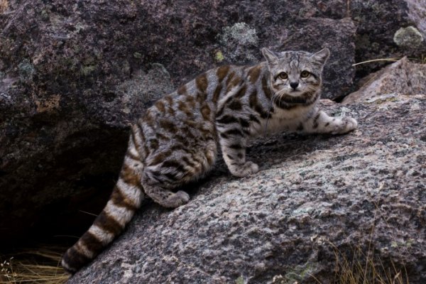 Declararon al gato andino Monumento Natural Provincial