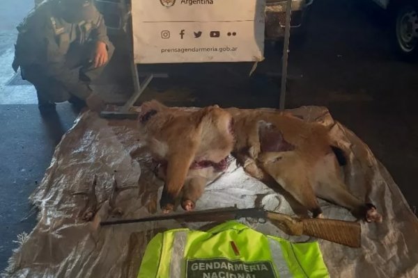 Llevaba faenado en su auto un ciervo de los pantanos, especie protegida en Corrientes