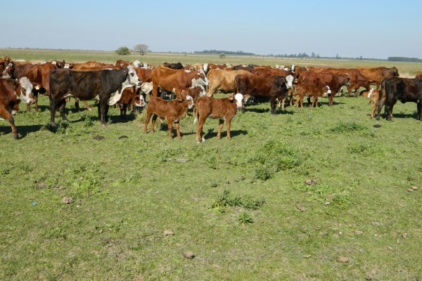 Opciones de manejo del recurso forrajero para el periodo invernal