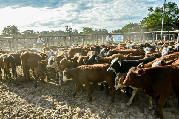 Con los Remates Ganaderos, ya se volcaron 700 millones de pesos al circuito local