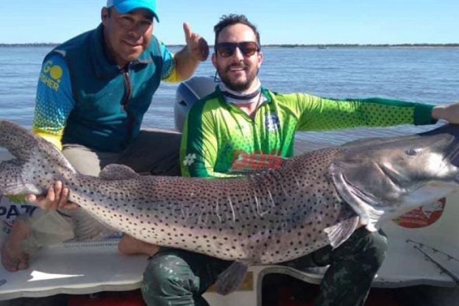 Pescaron un surubí de casi dos metros de largo en el río Paraná