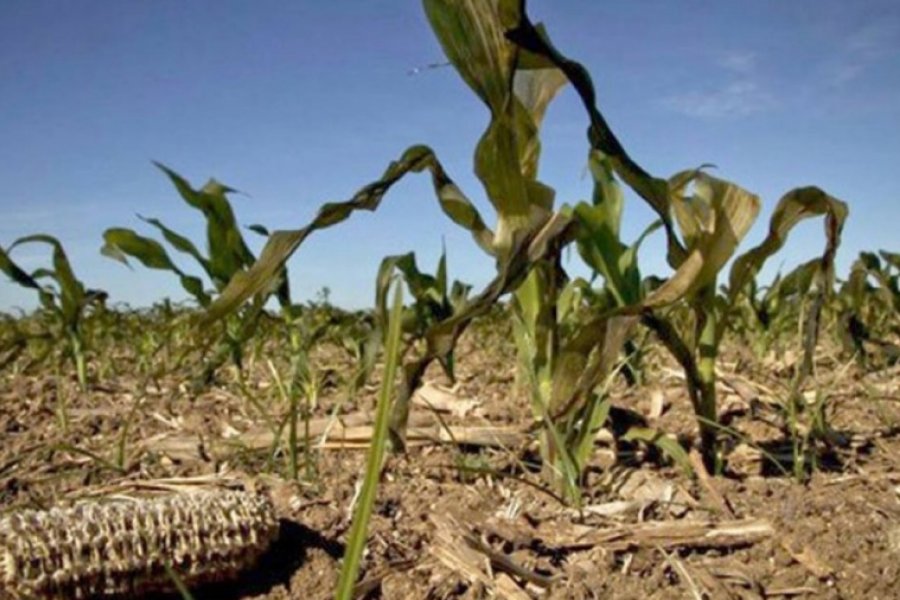 Emergencia agropecuaria: más de 3 mil productores recibieron ayuda económica no reintegrable