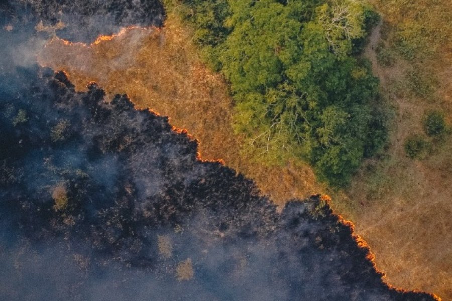 La catástrofe ambiental por los incendios de Corrientes llegó a Wikipedia