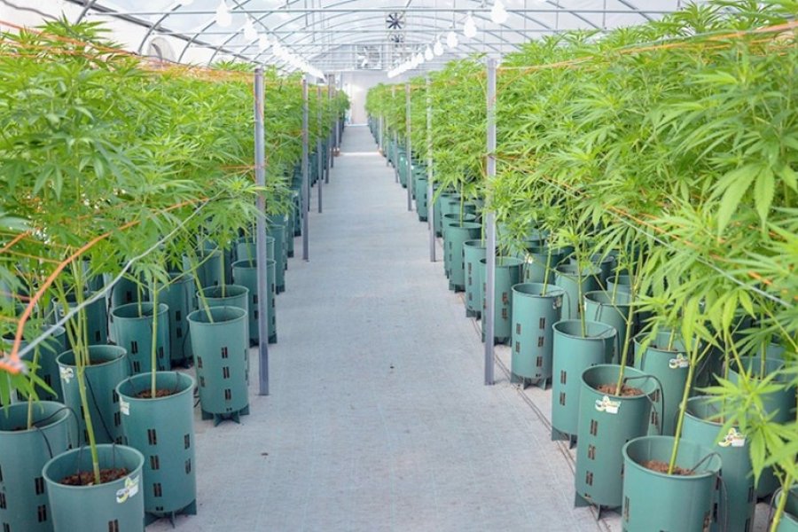 Jujuy inició la cosecha de cannabis medicinal "más importante de Latinoamérica"