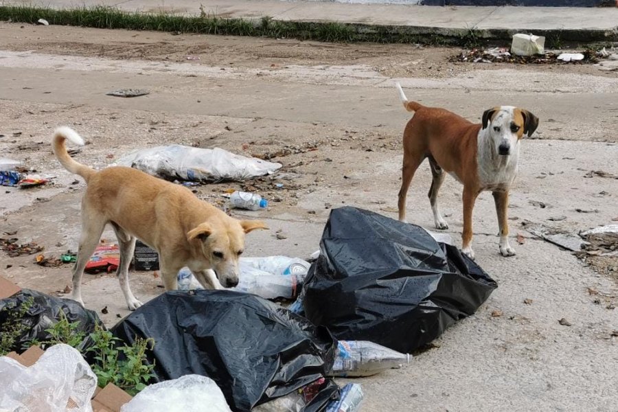 Polémica en San Juan: Un intendente quiere sacrificar perros si no son adoptados
