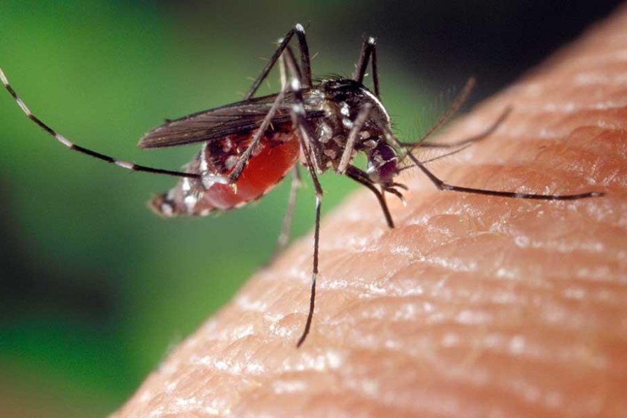 Dengue: sorprende la ola de mosquitos en la Capital