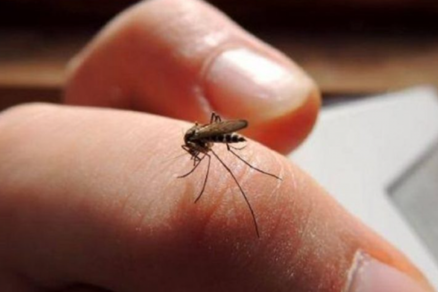 Alerta Dengue: Sorprende ola de mosquitos en la Capital