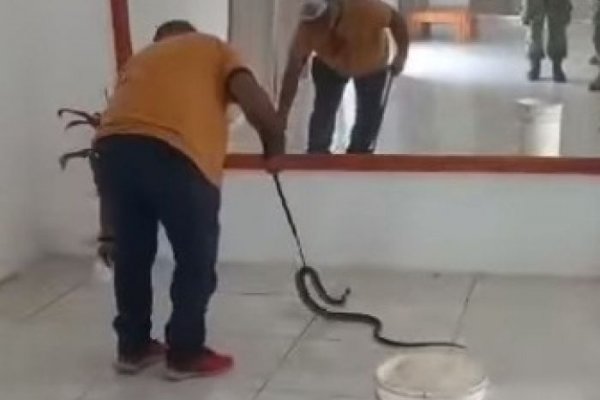 Goya: Apareció una serpiente en el salón de fiestas del Ejército