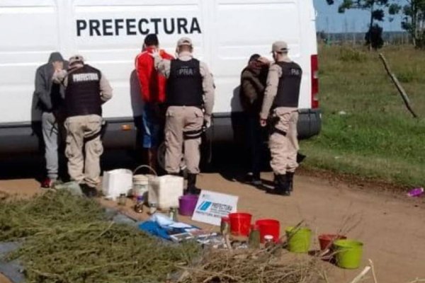 Hallaron cannabis por más de 4 millones