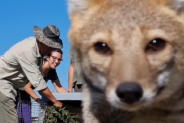 El Centro Aguará recibió 585 animales silvestres en 2022 y listan un área de cuidados intensivos