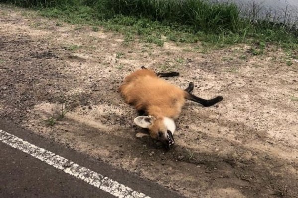 Corrientes: Dos aguarás guazú atropellados en Ruta 5 por falta de señalización para conductores