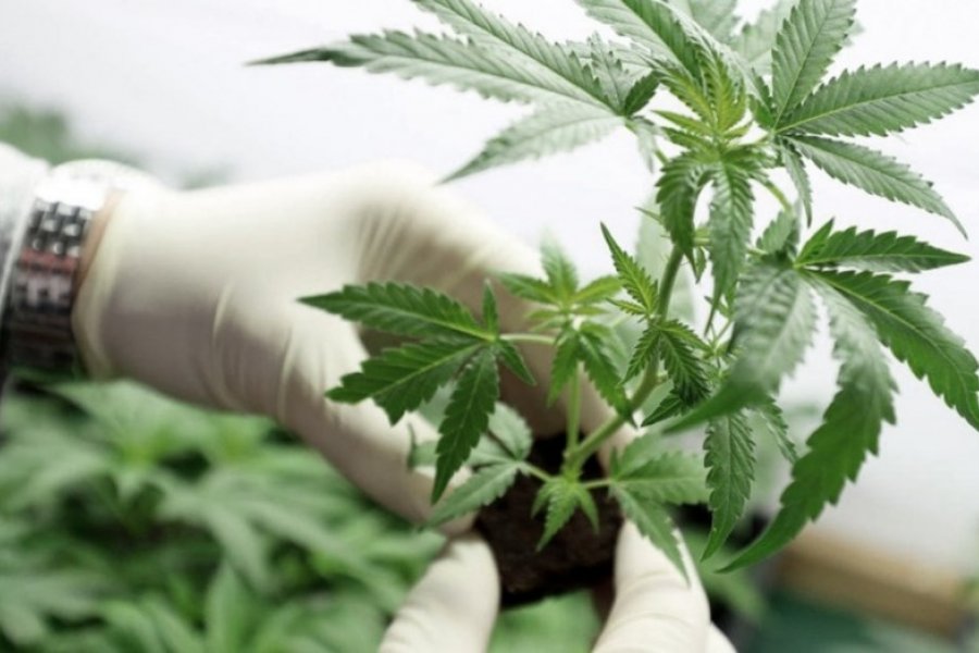 El consumo de cannabis puede alterar la química cerebral de forma permanente