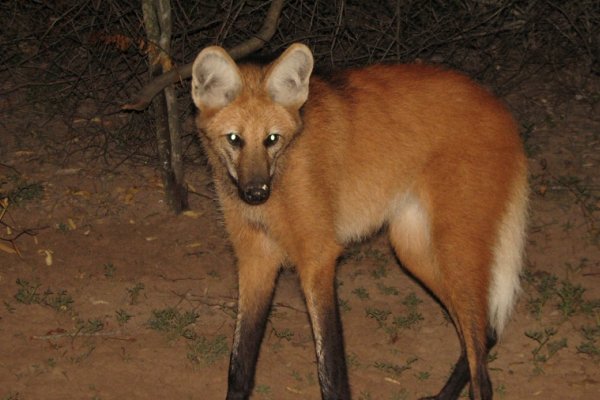 Más de mil especies “de valor especial” son protegidas en Parques Nacionales