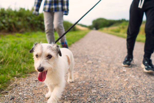 Proponen multar a quienes incumplan con la tenencia responsable de mascotas