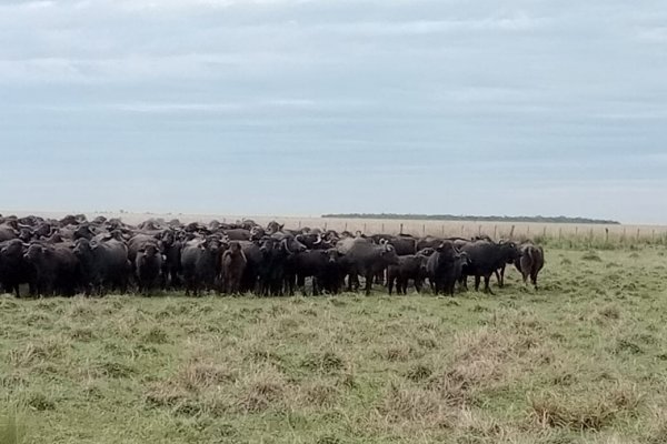 Evalúan desempeño de técnicas diagnósticas de Brucelosis en búfalos