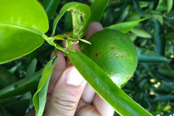 Alerta por la presencia de alternaria en mandarinas