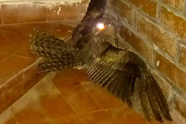 Rescataron a un pájaro fantasma en Corrientes