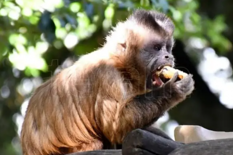 Proponen declarar Monumento Natural a los monos aulladores en Misiones