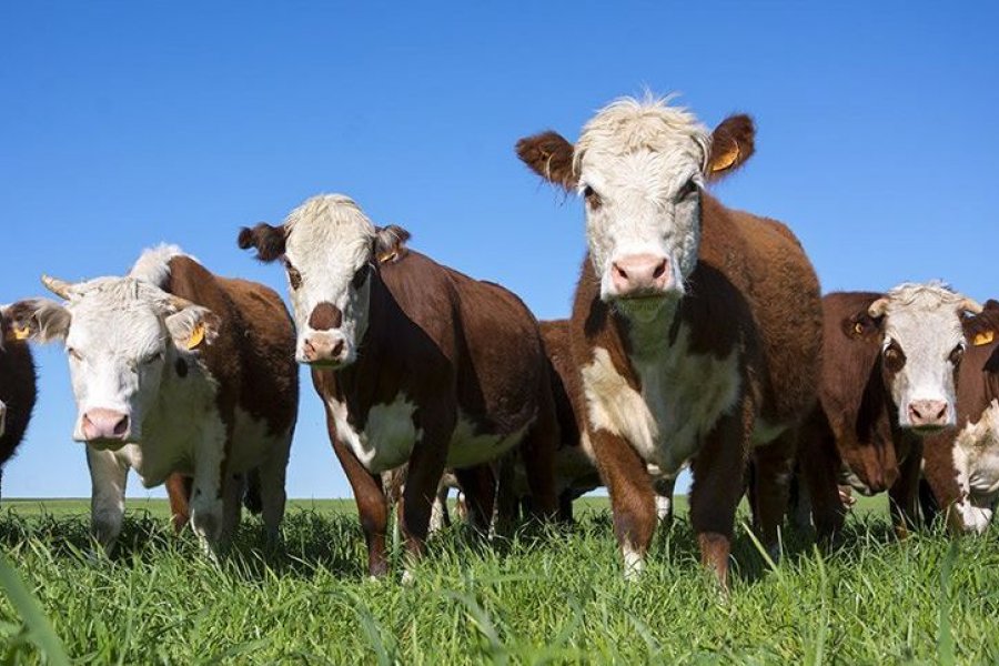 El consumo de carne artificial podría reducir el calentamiento global