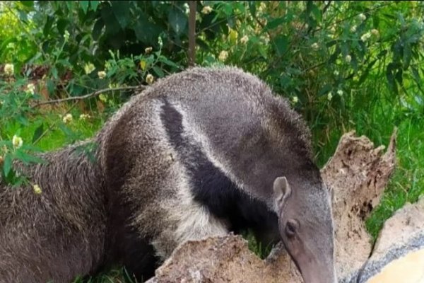 Murió Angelina, la osa hormiguera que cumplió un rol importante en la conservación de su especie