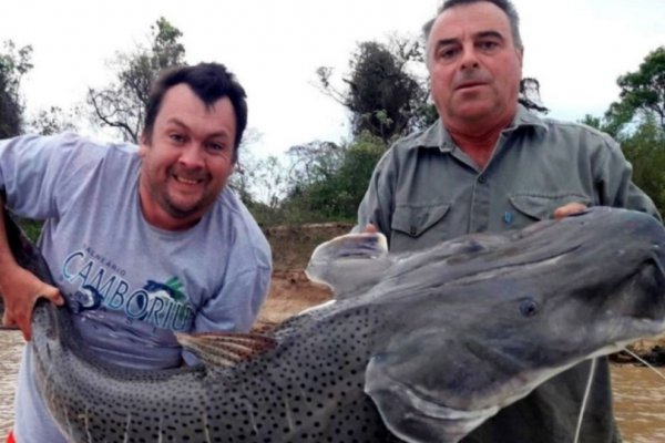 Pescadores sacaron un surubí de 50 kilos del Río Paraná
