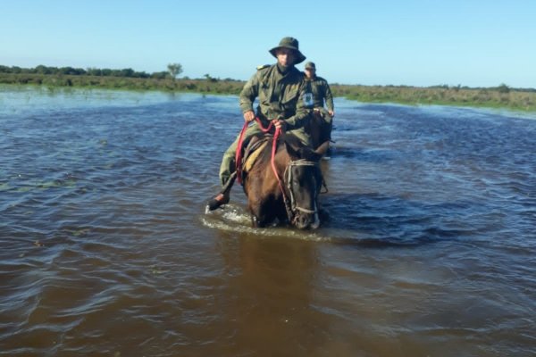 Corrientes: Recuperan ganado presuntamente robado en zona rural