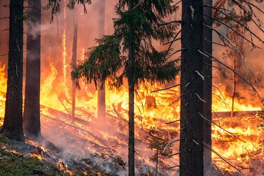 Organizan capacitación sobre prevención de incendios forestales