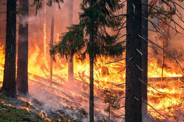 Continúa activo un incendio forestal en el interior de Corrientes