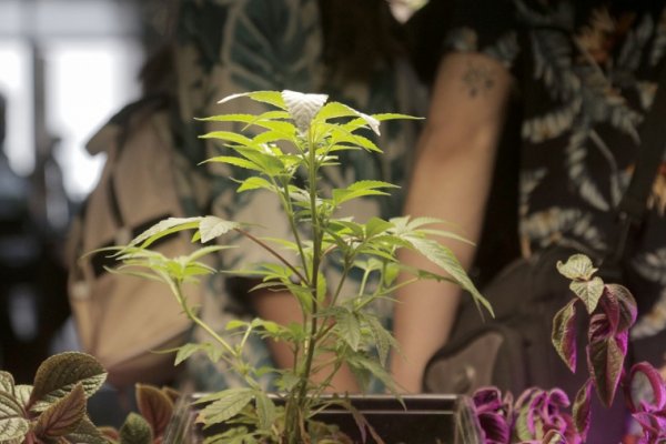 Kulfas celebró la sanción de la ley de cannabis medicinal
