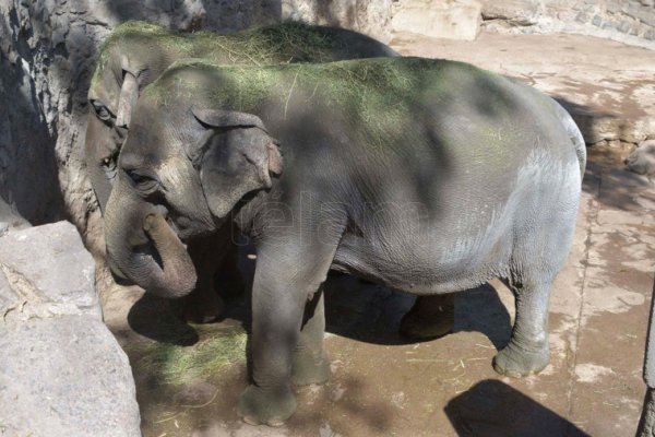 Las elefantas Pocha y Guillermina viajarán a un santuario en Brasil