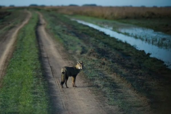 Hay vida en los Esteros: 60 días después del fuego devastador, el Parque Nacional Iberá renace de las cenizas