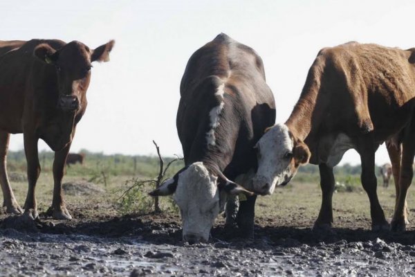 Corrientes: Productores piden la prórroga de la emergencia agropecuaria