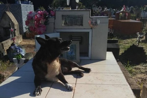 Corrientes: Perrito visita todos los meses la tumba de su dueña