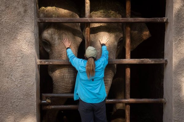 Las elefantas Pocha y Guillermina llegaron a Corrientes y mañana cruzarían a Brasil