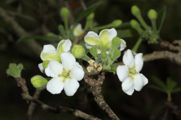 Investigación de la UNNE y el Conicet aporta al conocimiento de la flora de Bolivia