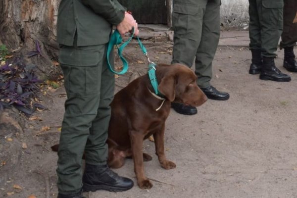 Argus, el perro de Gendarmería que trabajará Mercedes