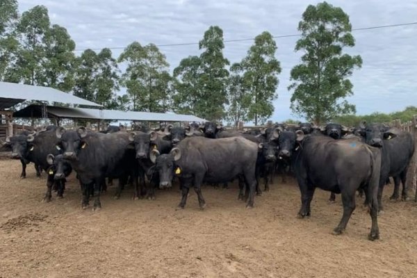 Tras el impacto de sequía e incendios asesorarán en el manejo productivo de búfalos