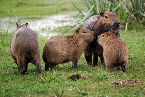 Polémica: Corrientes volvió a habilitar la caza de carpinchos