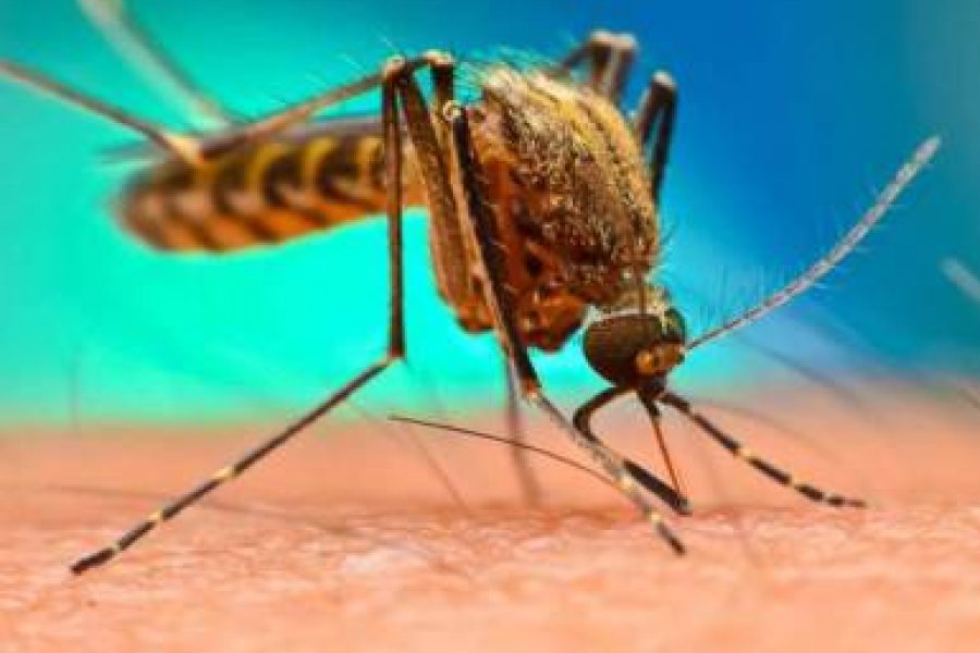 Detectaron un caso de dengue importado en Santo Tomé