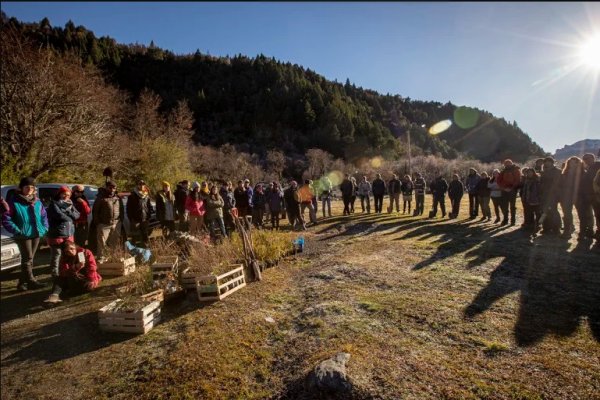 Tras los incendios, comenzaron a reforestar la zona arrasada por las llamas